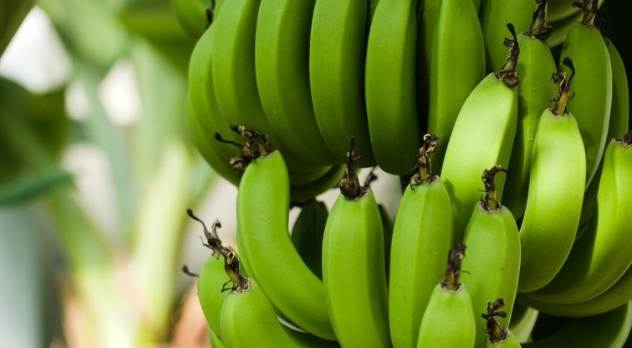 香蕉催熟方法