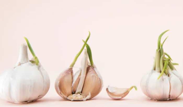 發芽蒜頭可否食用