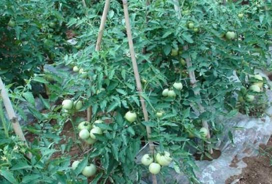 番茄栽培方法