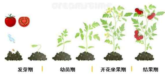 番茄肥料選擇 番茄肥料選擇