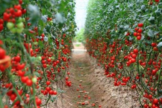 番茄肥料選擇 番茄肥料選擇