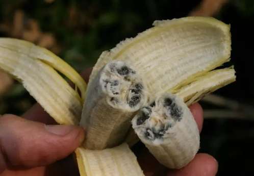 香蕉害蟲症狀 香蕉害蟲症狀