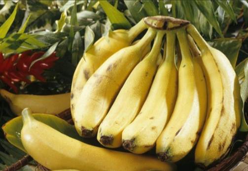 香蕉食用安全 香蕉食用安全