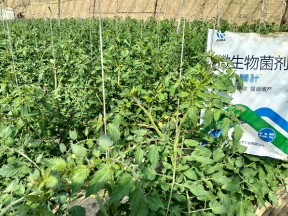 番茄種植技巧 番茄種植技巧