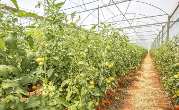 番茄肥料選擇 番茄肥料選擇