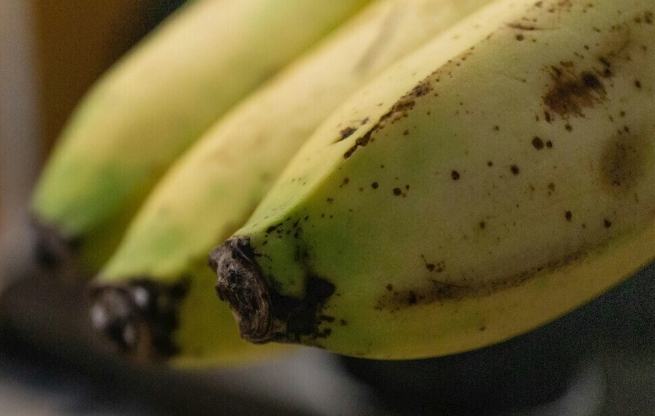 香蕉黑點原因 香蕉黑點原因