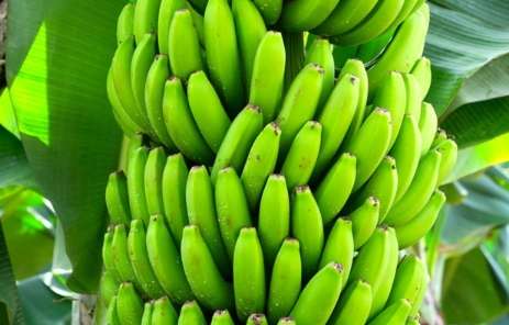 香蕉不能吃時機 香蕉不能吃時機