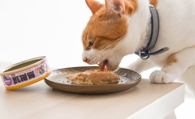 貓罐頭餵食量