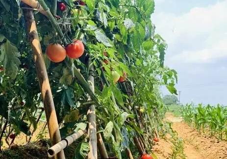 番茄肥料選擇 番茄肥料選擇