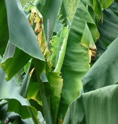 香蕉黑點蟲防治 香蕉黑點蟲防治