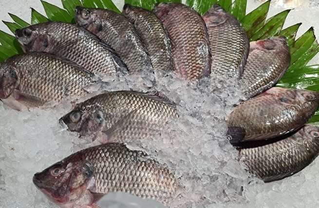 海鲜储存秘诀 海鲜储存秘诀