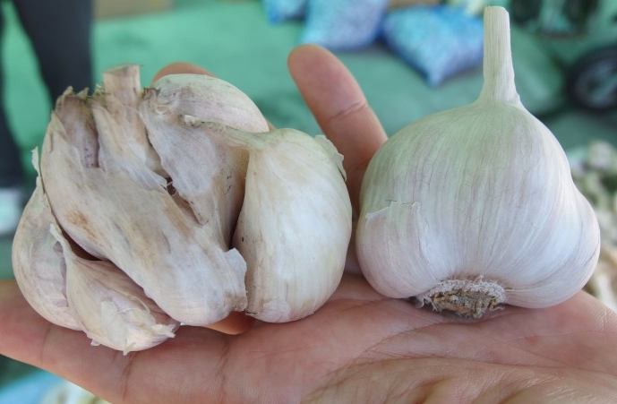 乾蒜頭利用 乾蒜頭利用