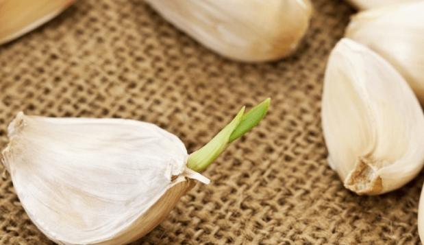 發芽蒜頭可否食用