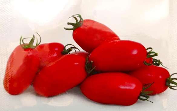 義大利番茄種植