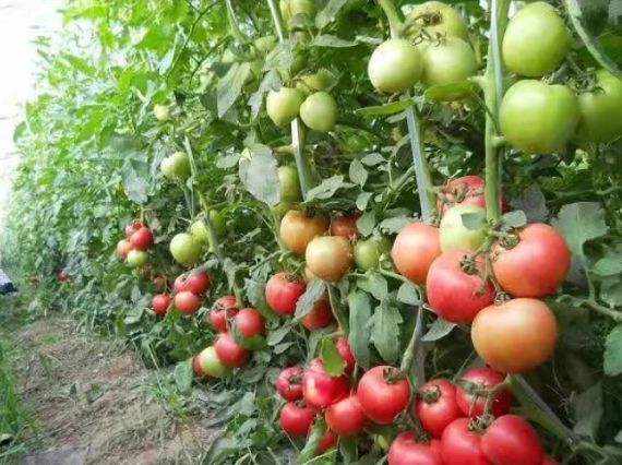 番茄種植技巧 番茄種植技巧