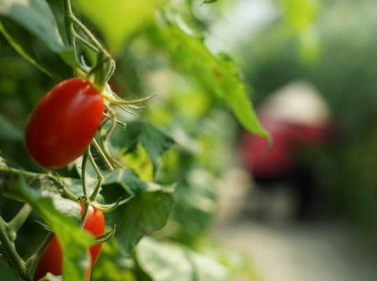蕃茄栽培季節