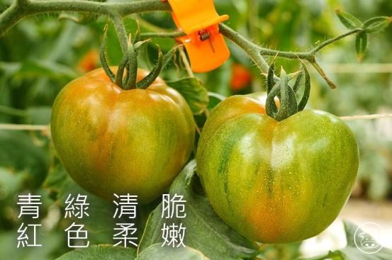 台灣蕃茄種植時間