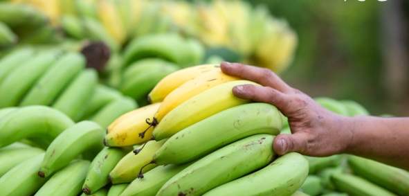 香蕉保存方法 香蕉保存方法