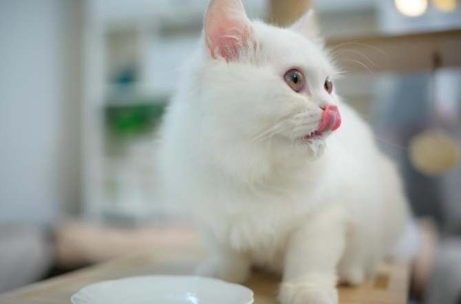 貓罐頭吃不完 貓罐頭吃不完