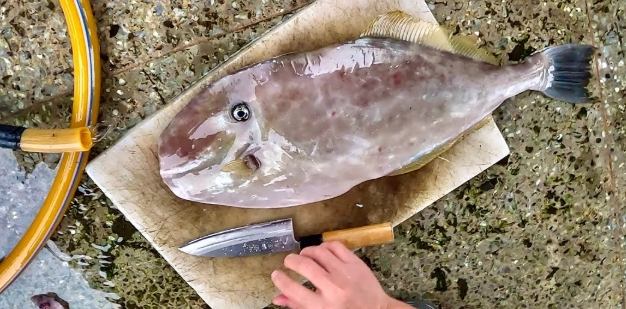 釣魚後處理