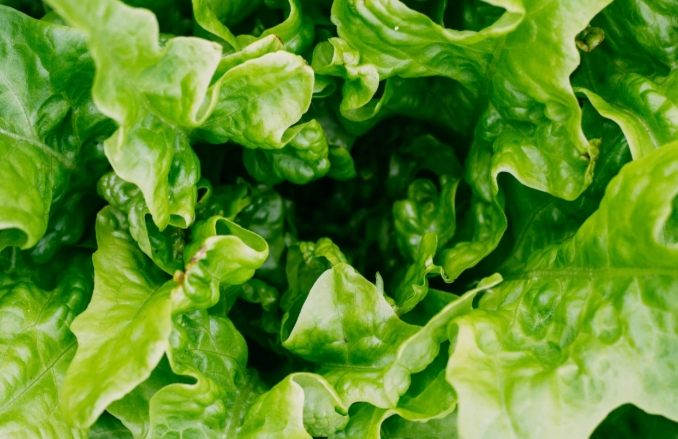 葉菜類保存方法 葉菜類保存方法