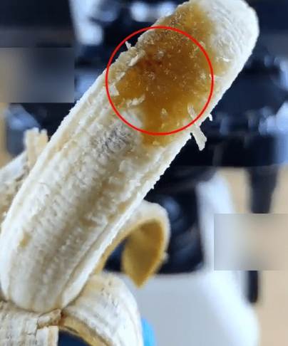 香蕉黑點蟲防治 香蕉黑點蟲防治