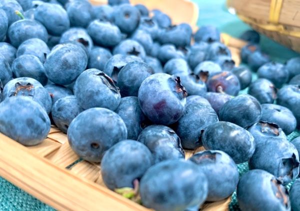 藍莓 常溫 保存