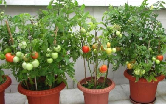 台灣蕃茄種植時間