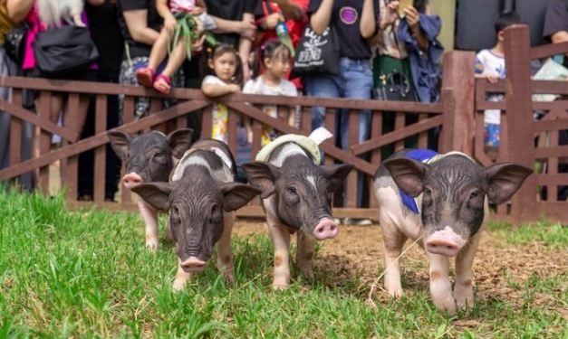 桃園親子農場 桃園親子農場