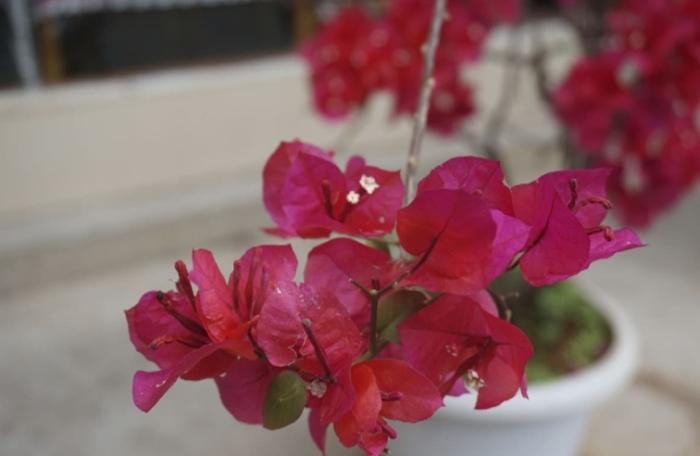 九重葛刺到怎麼辦