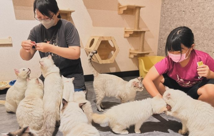 新市兒童景點 新市兒童景點