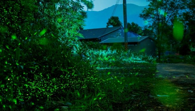 苗栗賞螢地點