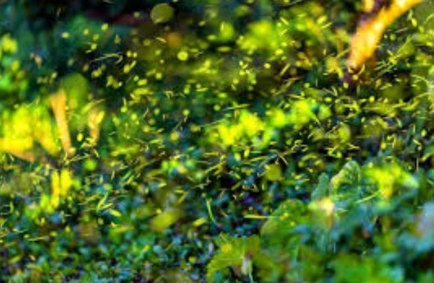 大坑螢火蟲季節