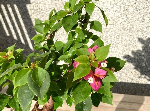 九重葛品種 九重葛品種