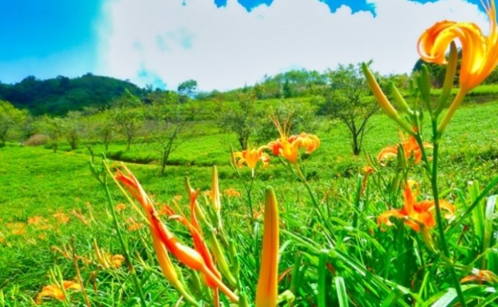 新鮮金針花處理方法