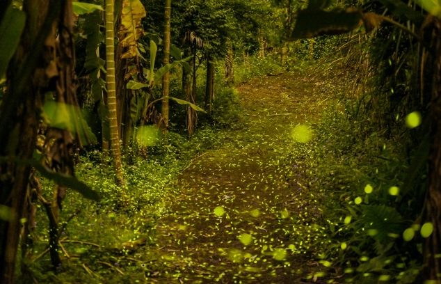 螢火蟲觀賞地點