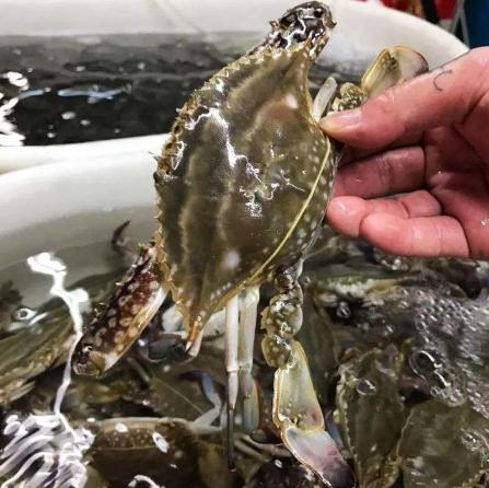 活螃蟹處理方法 活螃蟹處理方法