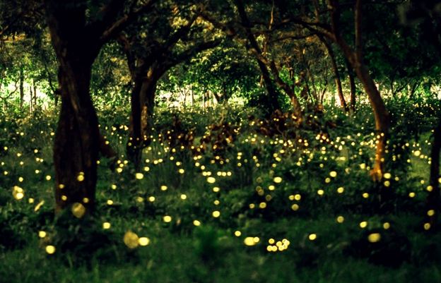 螢火蟲觀賞指南