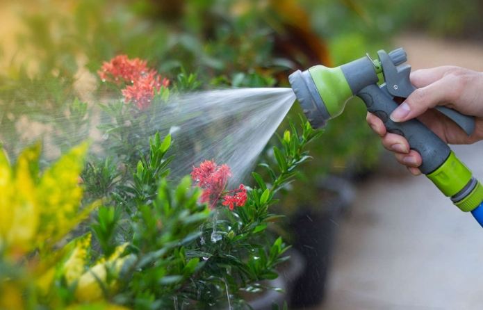 過期牛奶澆花 過期牛奶澆花