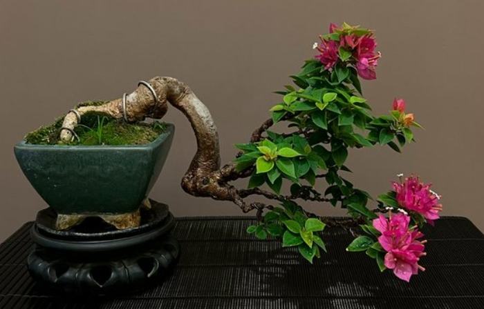 九重葛種植 九重葛種植