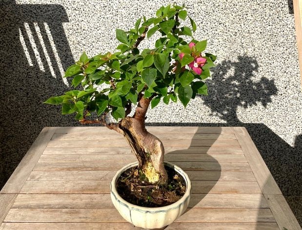 九重葛種植 九重葛種植