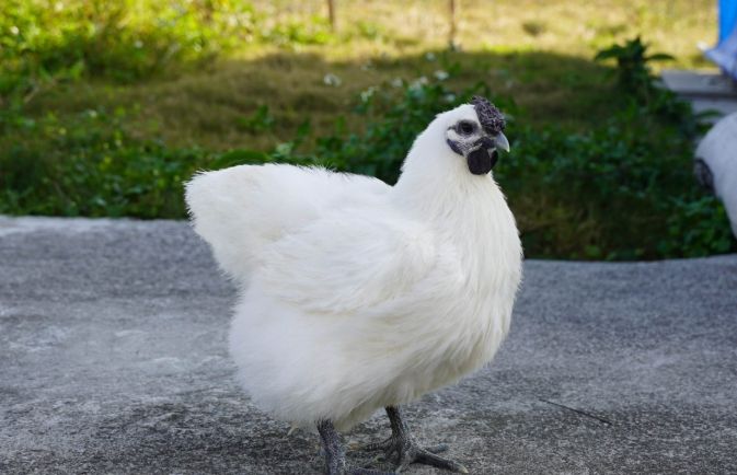 白雞種類