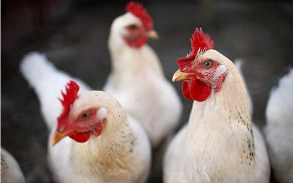 白色雞飼養