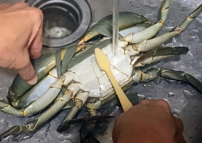 活蟹如何處理 活蟹如何處理