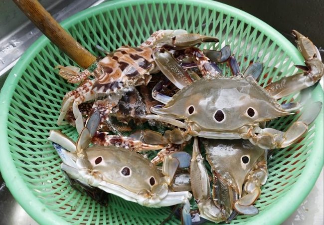 活蟹如何處理 活蟹如何處理