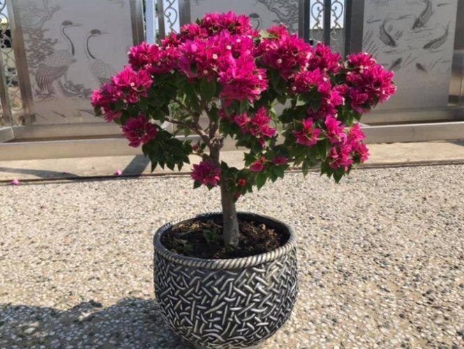 九重葛品種 九重葛品種