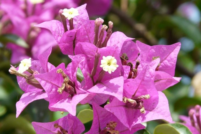 九重葛花期管理