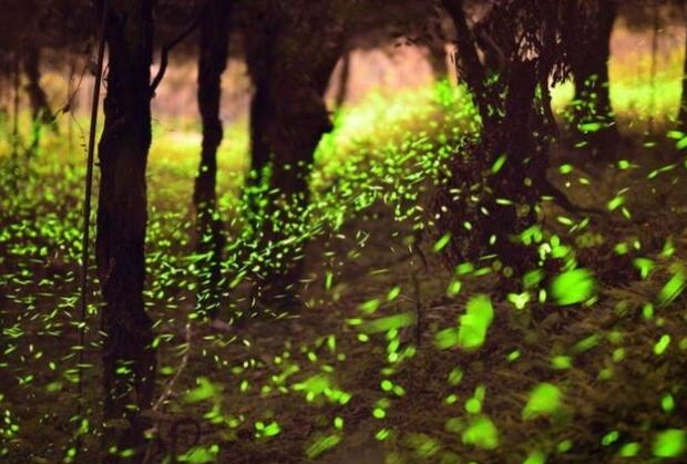 螢火蟲季節住宿