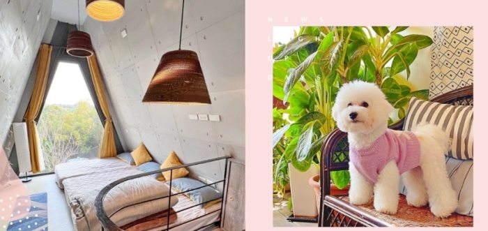 台中寵物友善住宿