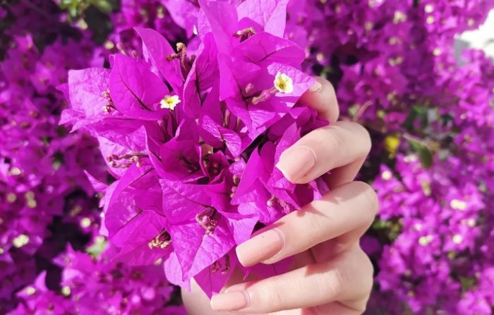 九重葛開花時間